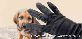No reported dog thefts in South Warrington say police - Gary Skentelbery