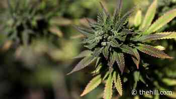 New York Democrat calls on White House to reverse 'old school' marijuana policy while admitting own past use