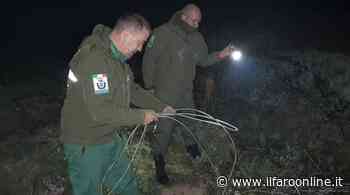 Ardea, scoperti cavi e trappole fra i cespugli per catturare gli istrici e... cucinarli - IlFaroOnline.it