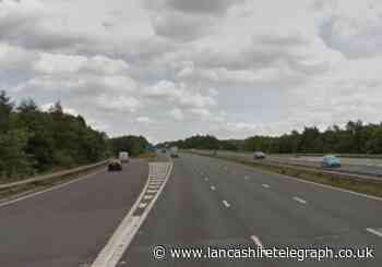 Animals on M65 close lane near Rishton