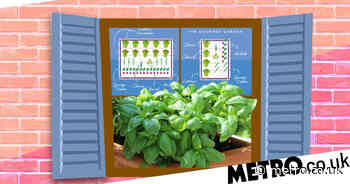 How to grow herbs and food from balconies and window boxes - Metro.co.uk