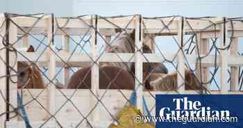Protests at 'inhumane' export of live horses to Japan for food - The Guardian
