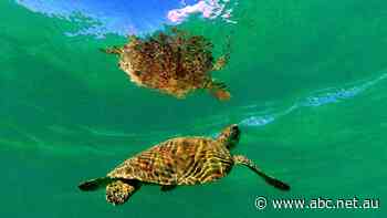 Opponents weigh in on port plan for 'nursery of Ningaloo'