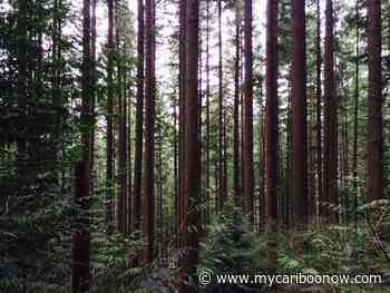 Forest Employment Program expanded with an additional $12 million - mycariboonow.com