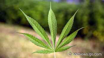 Florida city fires employee over legal medical marijuana use - ABC News