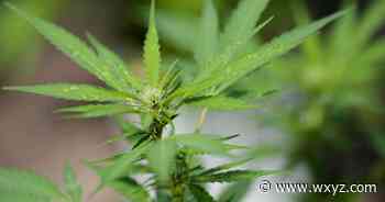 Battle brewing over medical marijuana proposal in Dearborn - WXYZ