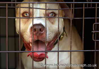 Court rules man's illegal pitbull dog should be put down