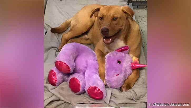 Stray Dog Gets To Keep Stuffed Unicorn Toy After ‘Consistently’ Stealing It From Dollar General Store
