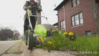 Saskatoon experts give 5 tips on a green, healthy lawn this spring - CTV News Saskatoon