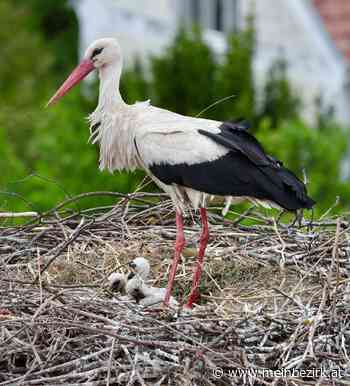 Für Vögel-Liebhaber: Storch ist live in Grimmenstein - meinbezirk.at