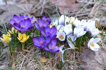 Frühling im Garten: Neues von meinem Garten - Neunkirchen - meinbezirk.at