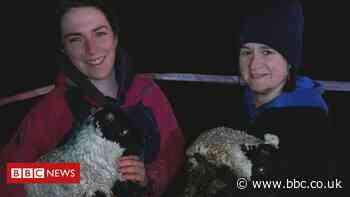 Ballymena: Lambs rescued from 12m-deep mine shaft