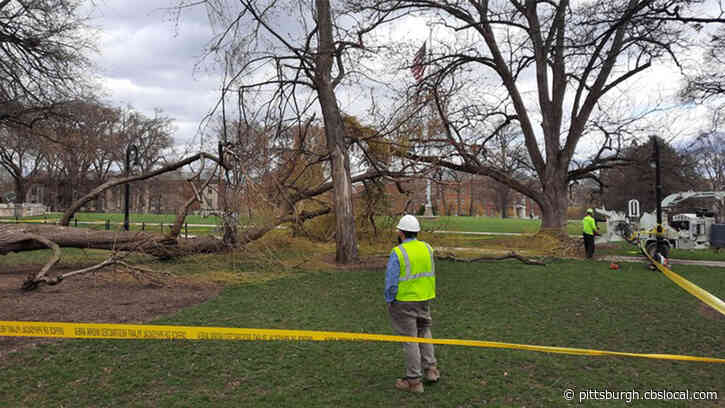 Penn State’s Historic Old Willow Tree Felled By Strong Winds
