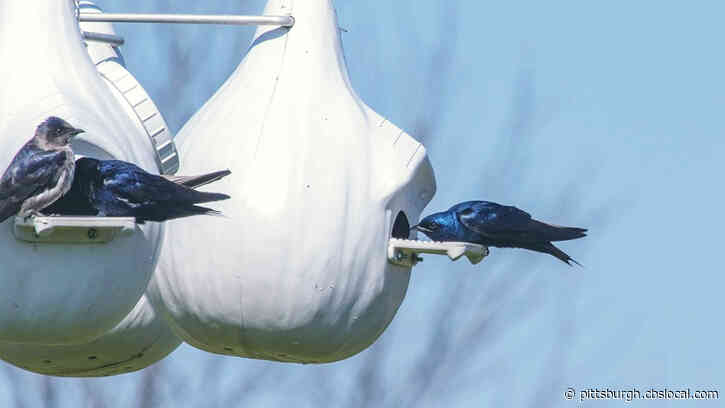 First Purple Martins Of The Year Spotted In West Virginia