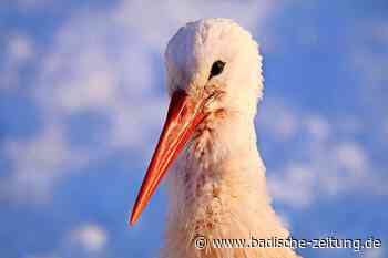 Der erste Weißstorch ist in den Vogelpark Steinen zurückgekehrt - Steinen - Badische Zeitung - Badische Zeitung