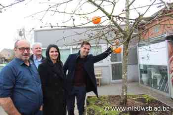 Knalgele kersenvliegbol moet Limburgse kersenbomen redden