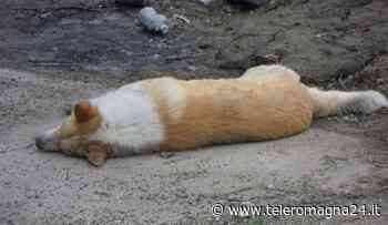 FORLI': Bocconi avvelenati, individuato il responsabile - Teleromagna24