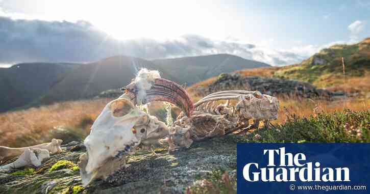 Country diary 1921: mystery of sheep bones found high on Lakeland crag