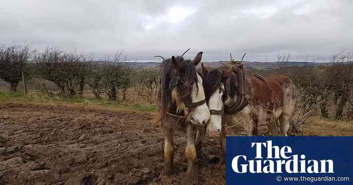Country diary: the last farm in Britain to be worked by horses