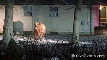 Steak-out: Rhode Island's runaway steer recaptured - fox42kptm.com