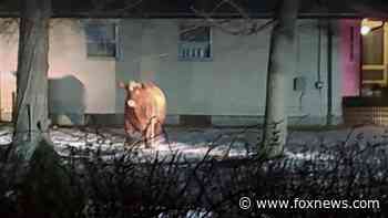 Runaway steer in Rhode Island, on the loose for months, finally recaptured after fleeing slaughterhouse - Fox News