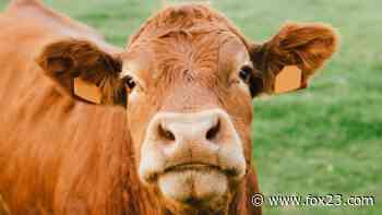 Steer that escaped Rhode Island slaughterhouse has been captured - KOKI FOX 23