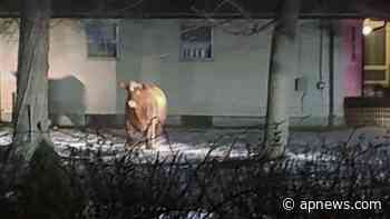 Where's the beef? Runaway steer still roaming Rhode Island - The Associated Press