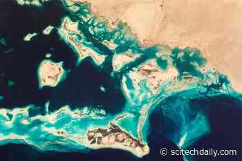 Red Sea Rainforests: Coral Reef Ecosystems Thrive off the Coast of Saudi Arabia
