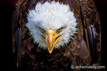 Three Decade Wildlife Mystery Solved: International Investigation Discovers Bald Eagles’ Killer