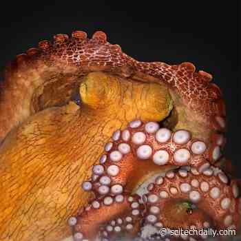 Octopuses Have Two Major Alternating Sleep States – And May Even Experience Dreams