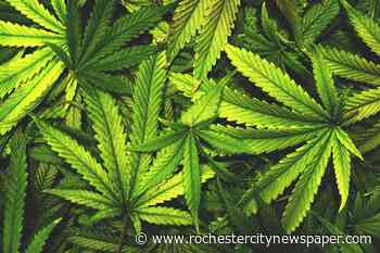 Vote to legalize cannabis in New York could come Tuesday