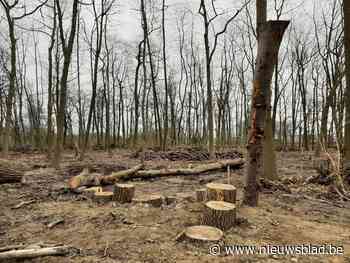 Oude populieren uit speelbos gekapt<BR />