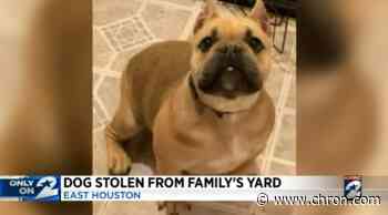 Houston family offering reward after pet-napper steals family dog from yard in broad daylight