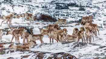 What it's like to photograph caribou on Fogo Island