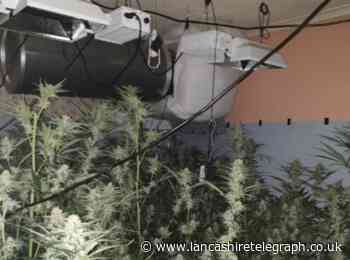 More than 70 cannabis plants destroyed by police after cultivation discovered in Blackburn house