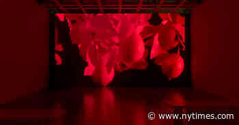 Review: Looking for Crickets, and Coming Up Crickets