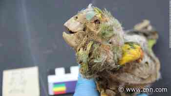 These ancient Americans mummified parrots. No one knows why