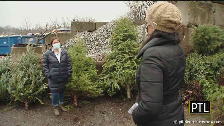 Christmas Trees Turn Into Mulch For Gardening Season