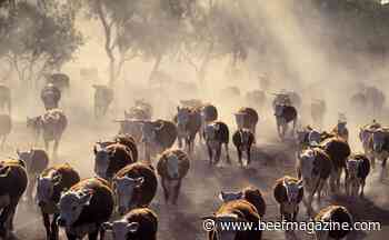 Potential drought impacts on cattle markets
