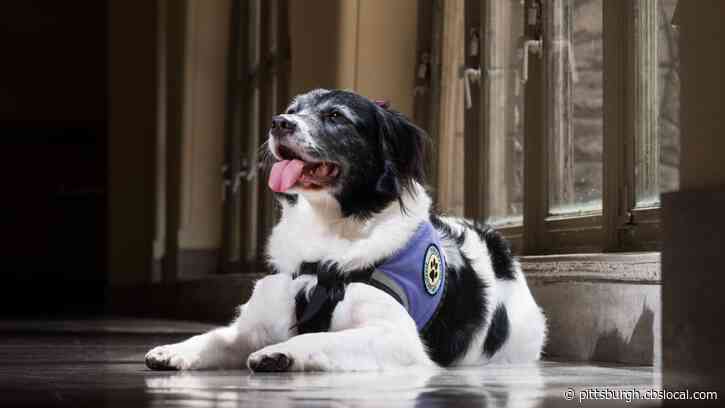 Pittsburgh Area Dogs Nominated For 2021 American Humane Hero Dogs Awards