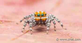 Meet the peacock spider that looks like the star of Pixar's Finding Nemo     - CNET