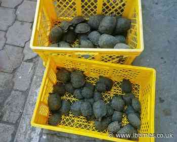 Ecuador policeman held over 185 baby tortoises in suitcase