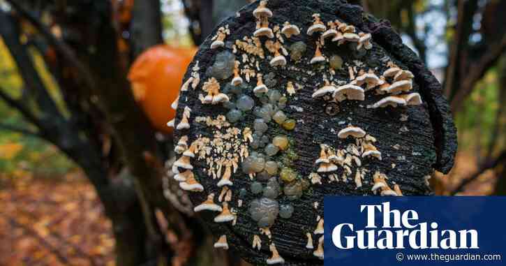 Crystal brains and witches' butter: discover the fabulous world of fungi