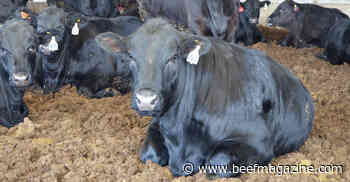 7 priorities for cattle producers this year