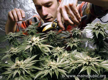 New Bill Would Scrap Controversial Changes To Maine Medical Marijuana Program - Maine Public