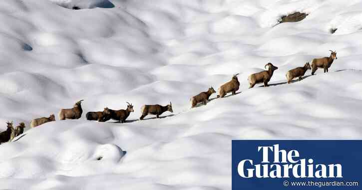 California relocates mountain lions making a meal of endangered sheep