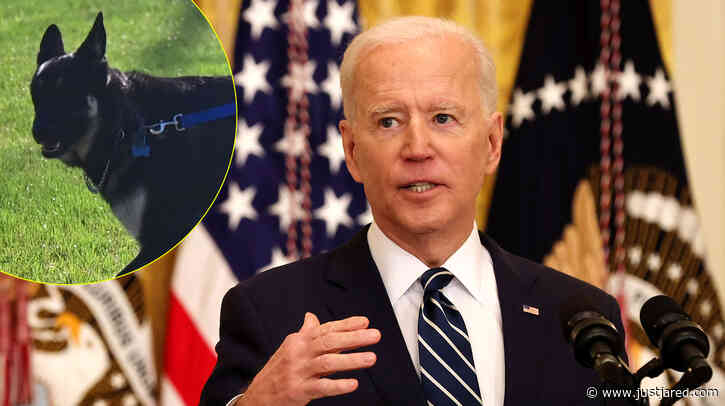 Joe Biden's Dog Major Spotted Back at the White House, 3 Weeks After Biting Incident
