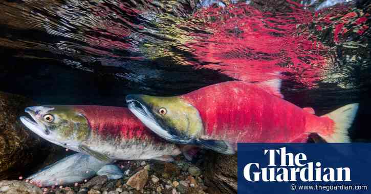 Canada declares fish fraud crackdown but leaves out restaurants