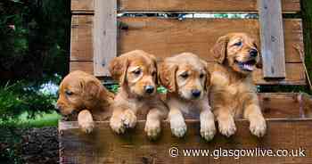Dream job alert: Dog food company paying people to look at pictures of puppies - Glasgow Live