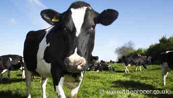 Food producers and manufacturers leading on animal welfare, report finds - The Grocer